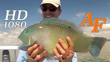Video thumb for Golden Trevalley and Tusk Fish Part 1