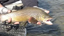 Video thumb for Strip'n Trip'n: Fall Fly Fishing in Montana