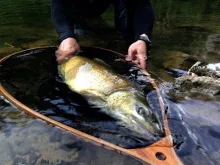 Video thumb for Sight Fishing in Switzerland