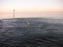 User submitted picture: Whitebait being chased by...