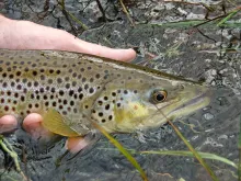 User submitted picture: A beautiful South African...