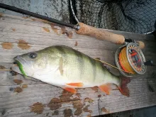 User submitted picture: surf candy instead of ble...