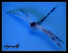 User submitted picture: dragonfly