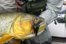 User submitted picture: Golden Dorado (salminus m...