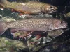 User submitted picture: School of Brook Trout, Wo...