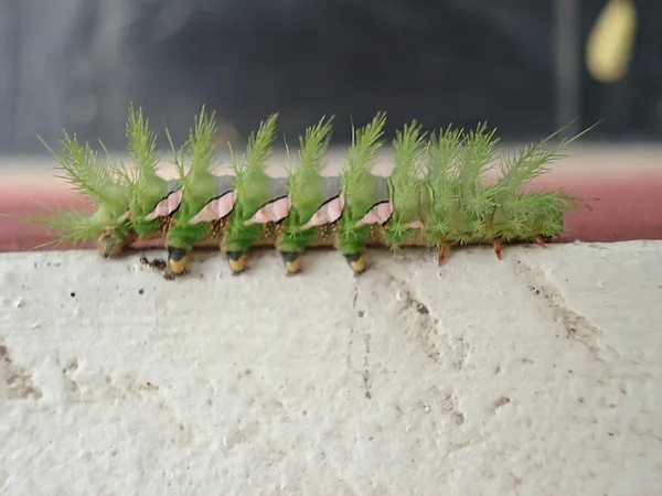 User submitted picture: Look at that bug!!!