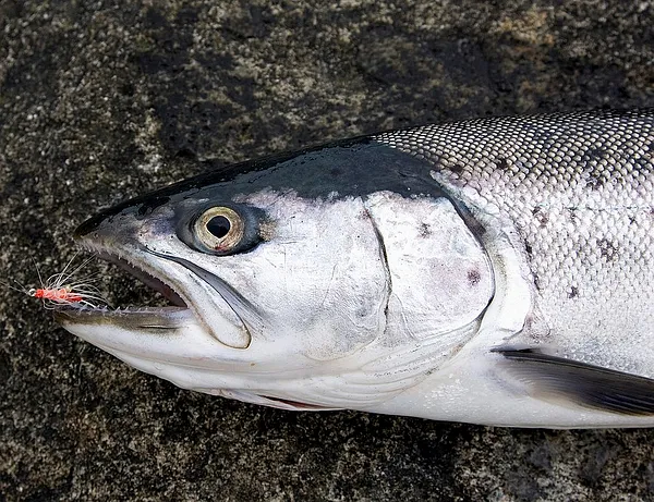 User submitted picture: Pink shrimp strikes again