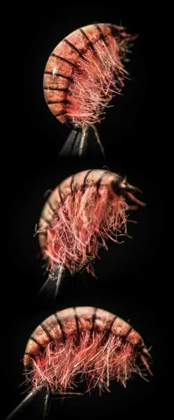 User submitted picture: Epoxy Gammarus #2