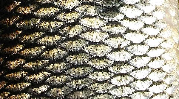 User submitted picture: Scales of chub