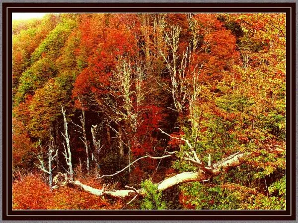 User submitted picture: autumn. san martin de los...