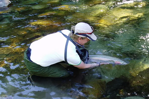 User submitted picture: B.C summer steelhead on a...