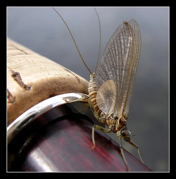 User submitted picture: march brown on the "gave...