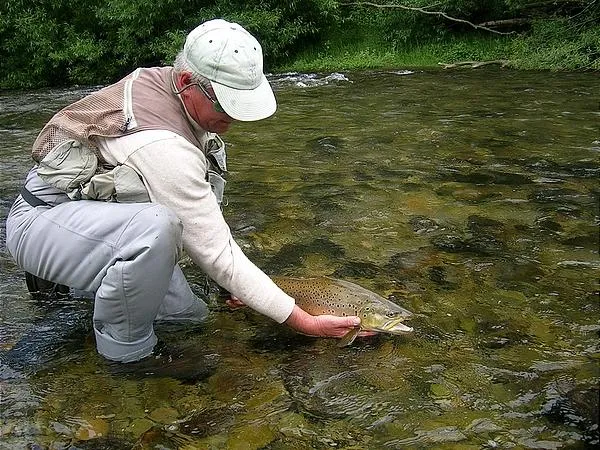 User submitted picture: New Zealand trout are amo...