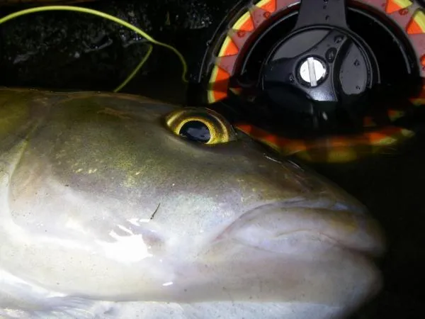 User submitted picture: 52cm Chub caught in Weste...