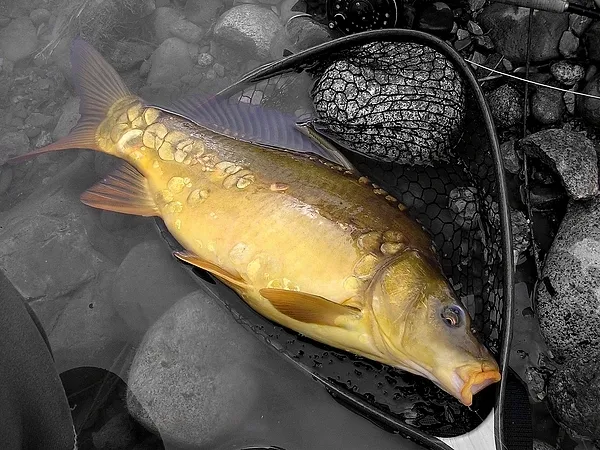 User submitted picture: Carp on the fly.