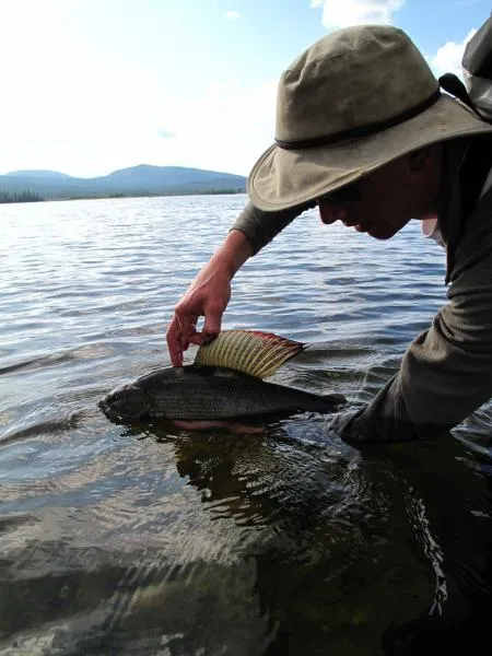 User submitted picture: Lake grayling ! by www.gu...