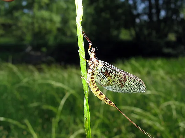 User submitted picture: EfÃ©mera DÃ¡nica.