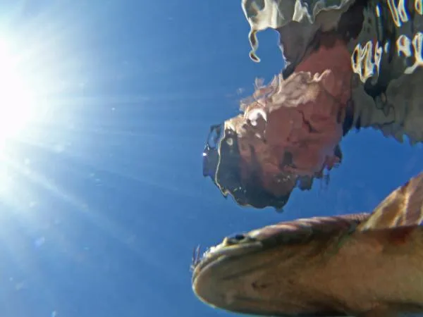 User submitted picture: looking up to the Angler ...