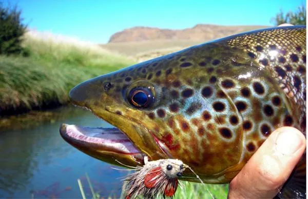 User submitted picture: www.lavaguada.cl:  Trout ...