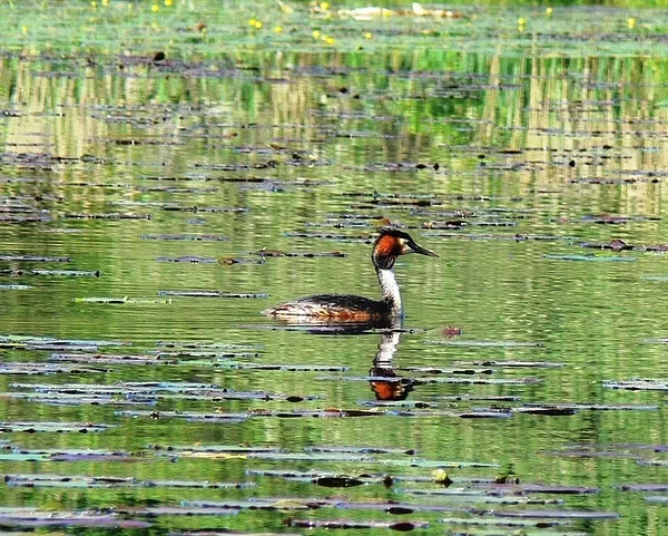 User submitted picture: A greater fisherman than ...