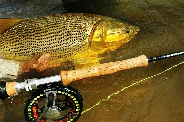 User submitted picture: Eldorado!
