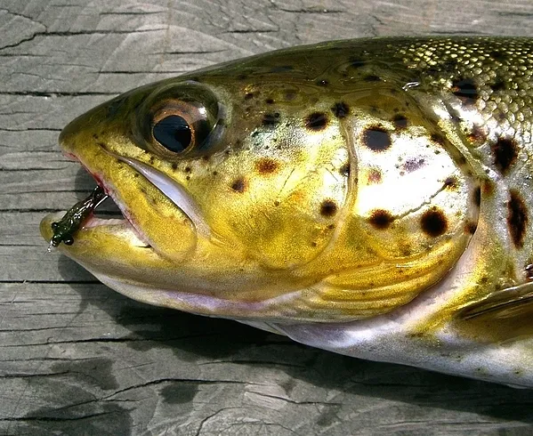 User submitted picture: Spring Brown hooked on a ...